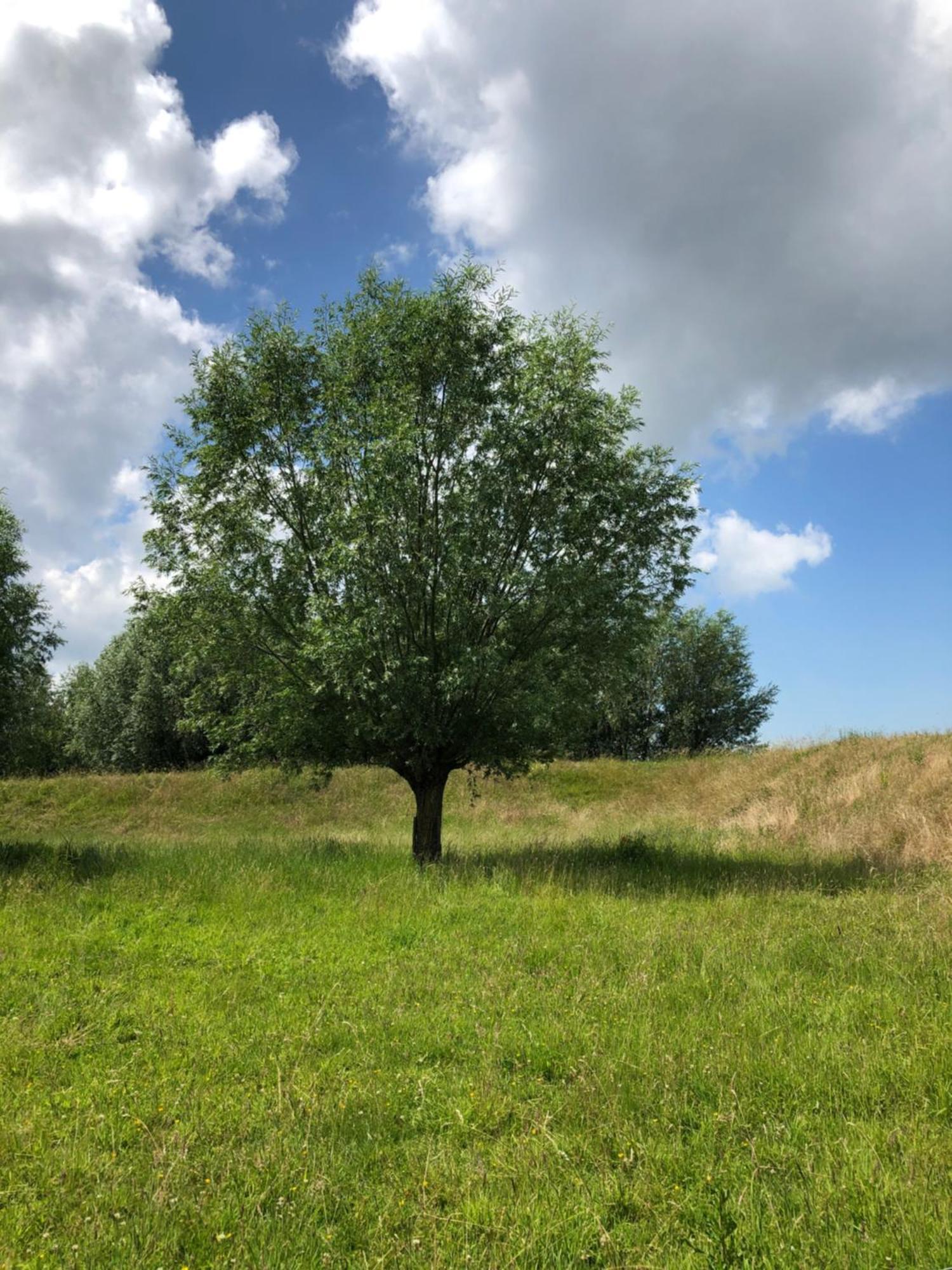 B&B De Tol Hulst Eksteriør bilde
